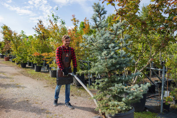 Best Dead Tree Removal  in Medina, WA